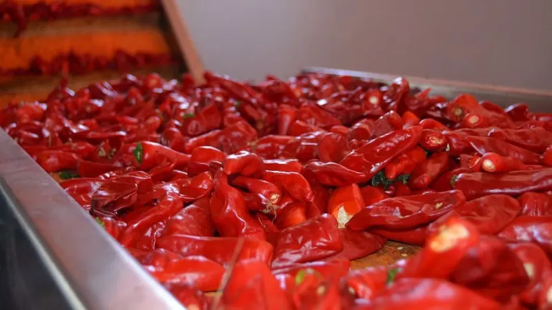 Acı Biber Kilo Verdiriyor Mu? İşte Metabolizma Hızlandıran O Mucize!