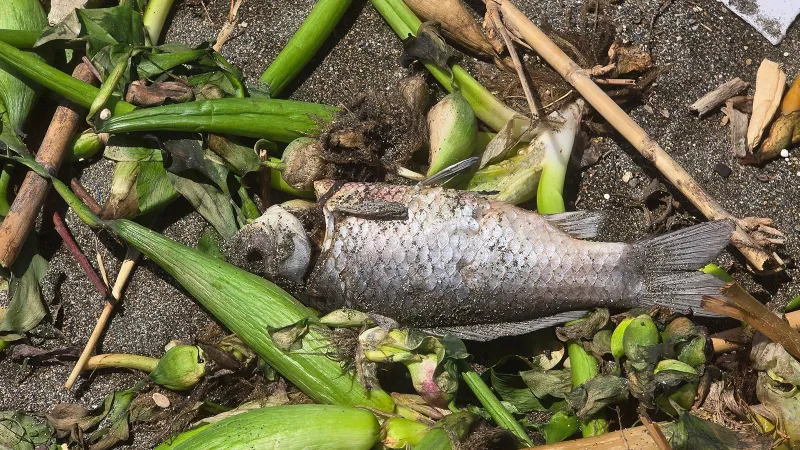 Asi Nehri’nde ölen balıklar, sürüklendikleri Akdeniz'de sahile vurdu