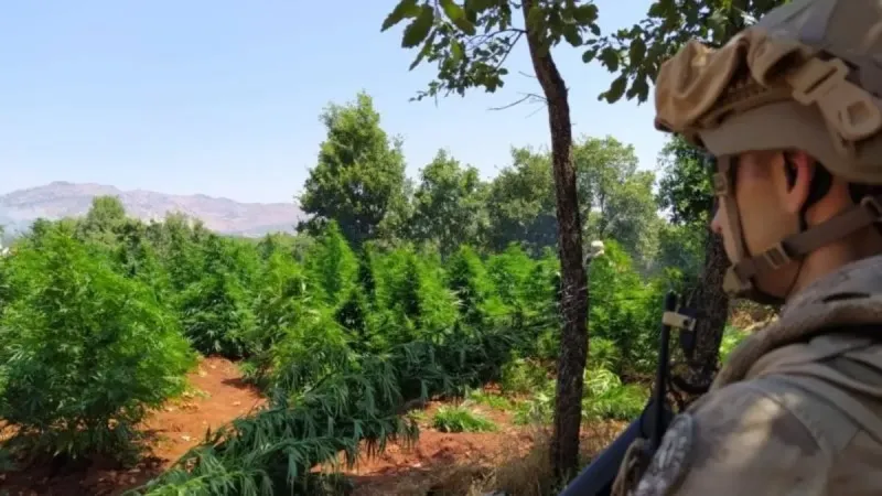 Diyarbakır'da dev uyuşturucu operasyonu! 12 milyon 389 bin kök kenevir ve skunk ele geçirildi