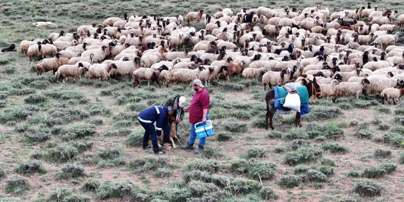 Her kuzuya, her oğlağa ulaşmak için yollardalar