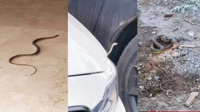 İnegöl'ün bazı mahalleleri için yılan alarmı, belediye uyardı