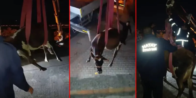 İnek dama kaçtı! Vinç devreye girdi