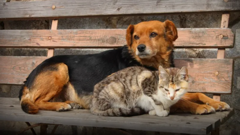 İstanbul'da Sokak Köpeği Alarmı! Valilikten Şok Toplama Kararı