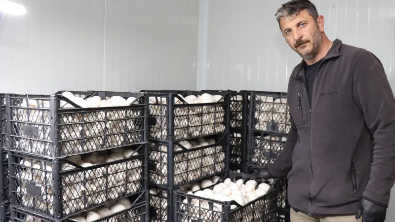 İstanbul'u Bıraktı, Erzurum'da Mantar Kralı Oldu! Şaşırtan Başarı