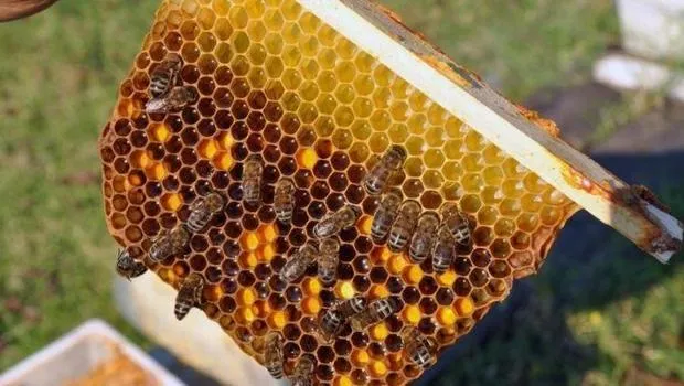 Kraliçe Arılara Şok Haciz! Arıcılar Ne Yapacak?