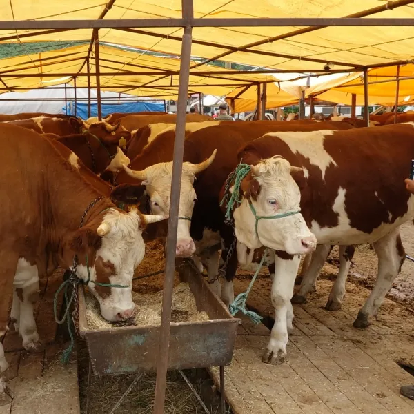 Kurban etinde 'salmonella bakterisi'ne dikkat!