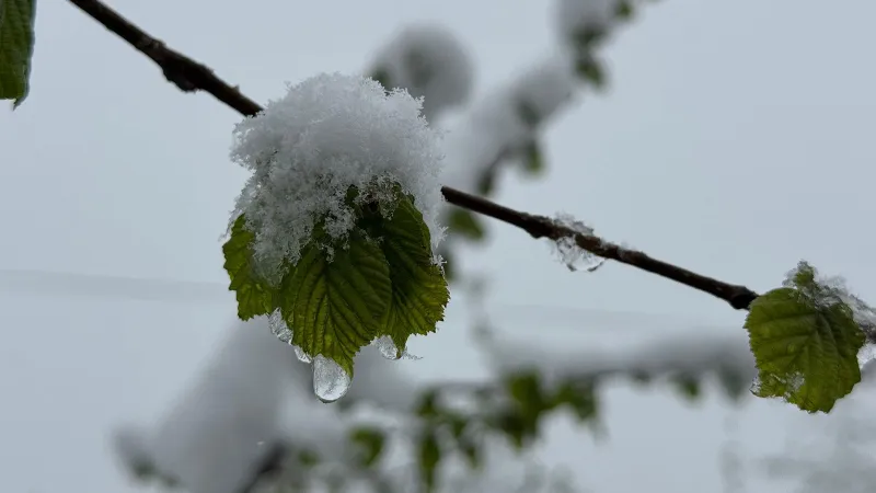 Ordu'da Fındık Üreticisi Alarmda! Nisan'da Kar Zirai Don Tehlikesi
