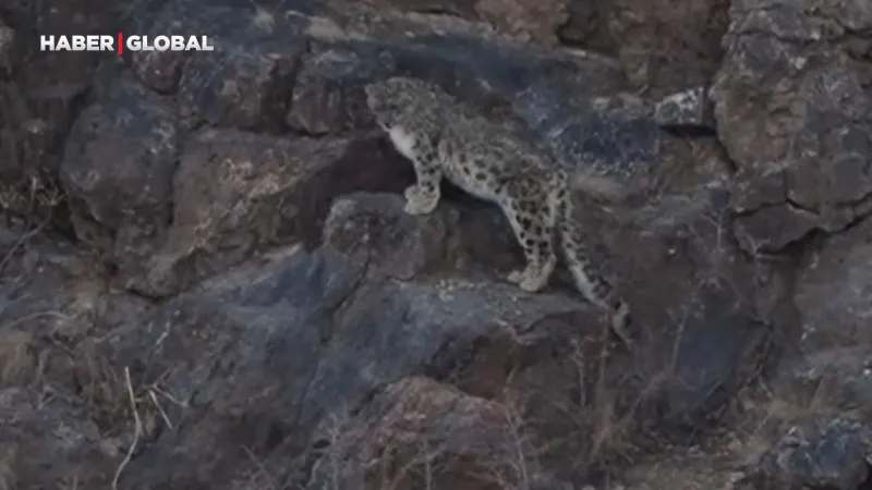 Himalayalar'ın Gizemli Kar Leoparı Görüntülendi: 16 Günlük Zorlu Macera