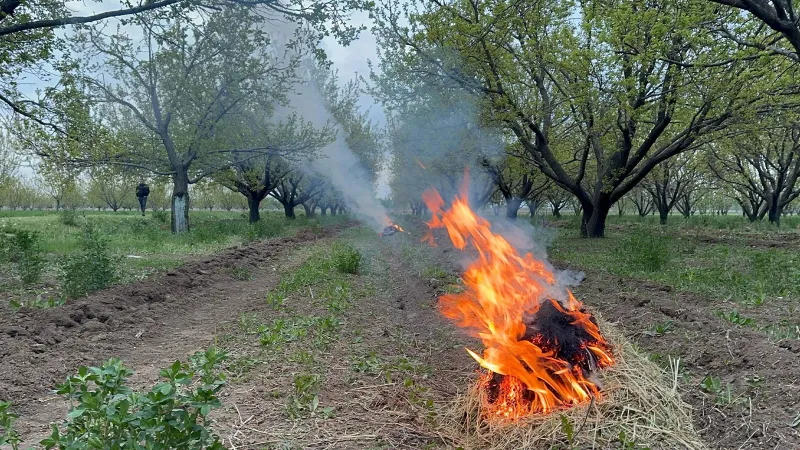 Iğdır'da Kayısı Üreticileri Don Tehlikesine Karşı Alarmda!