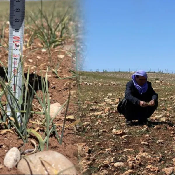 Şanlıurfa'da Kuraklık Alarmı: Ekinler Susuzluktan Kurudu!