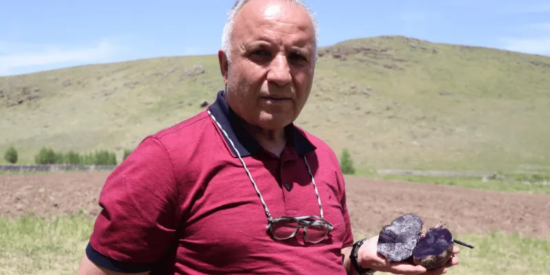 Türkiye'nin mor patatesi orada üretiliyor! Gurbetçi eli boş dönmedi